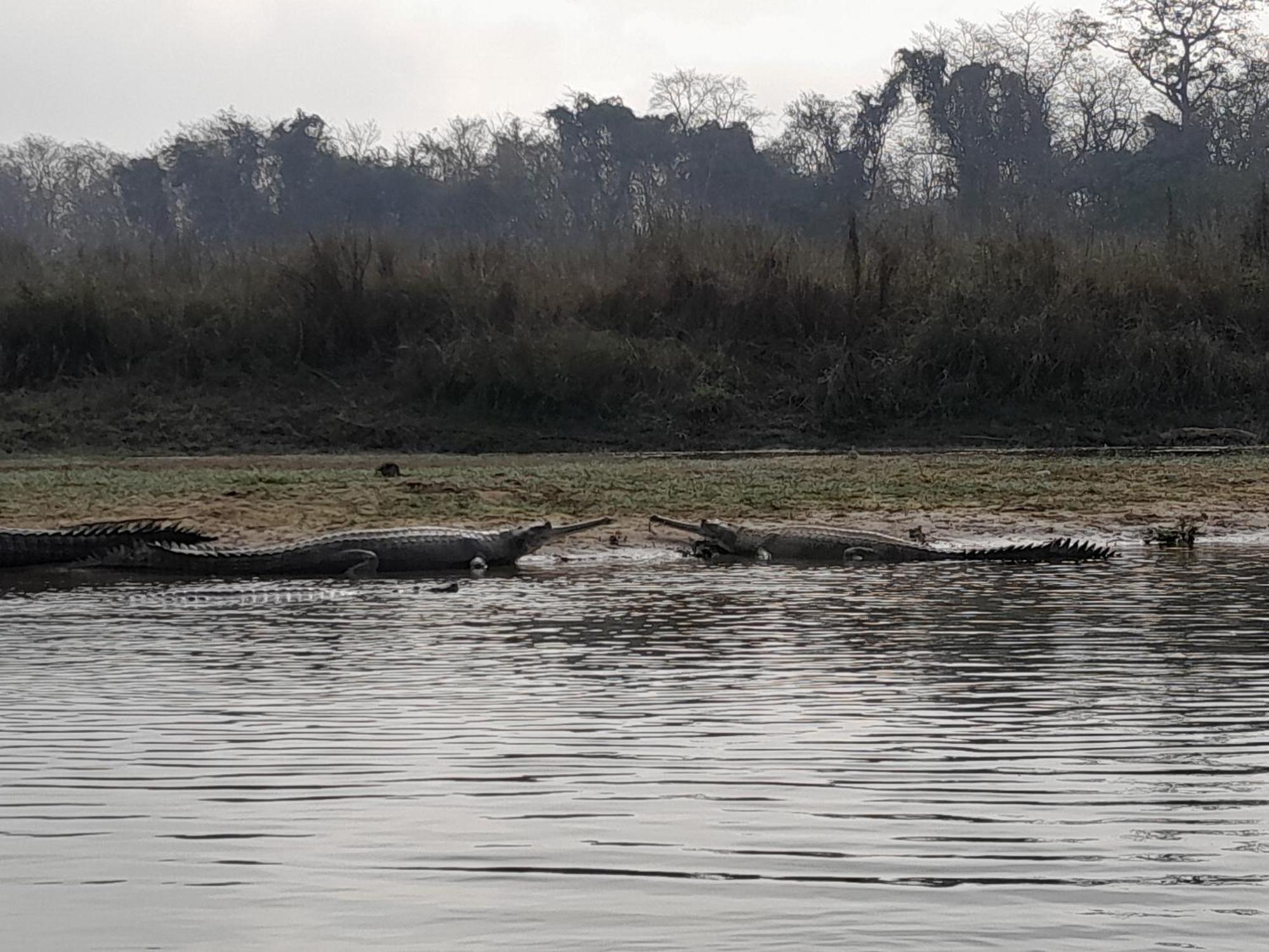 Hotel Crocodile Safari Camp Chitwan Exterior foto