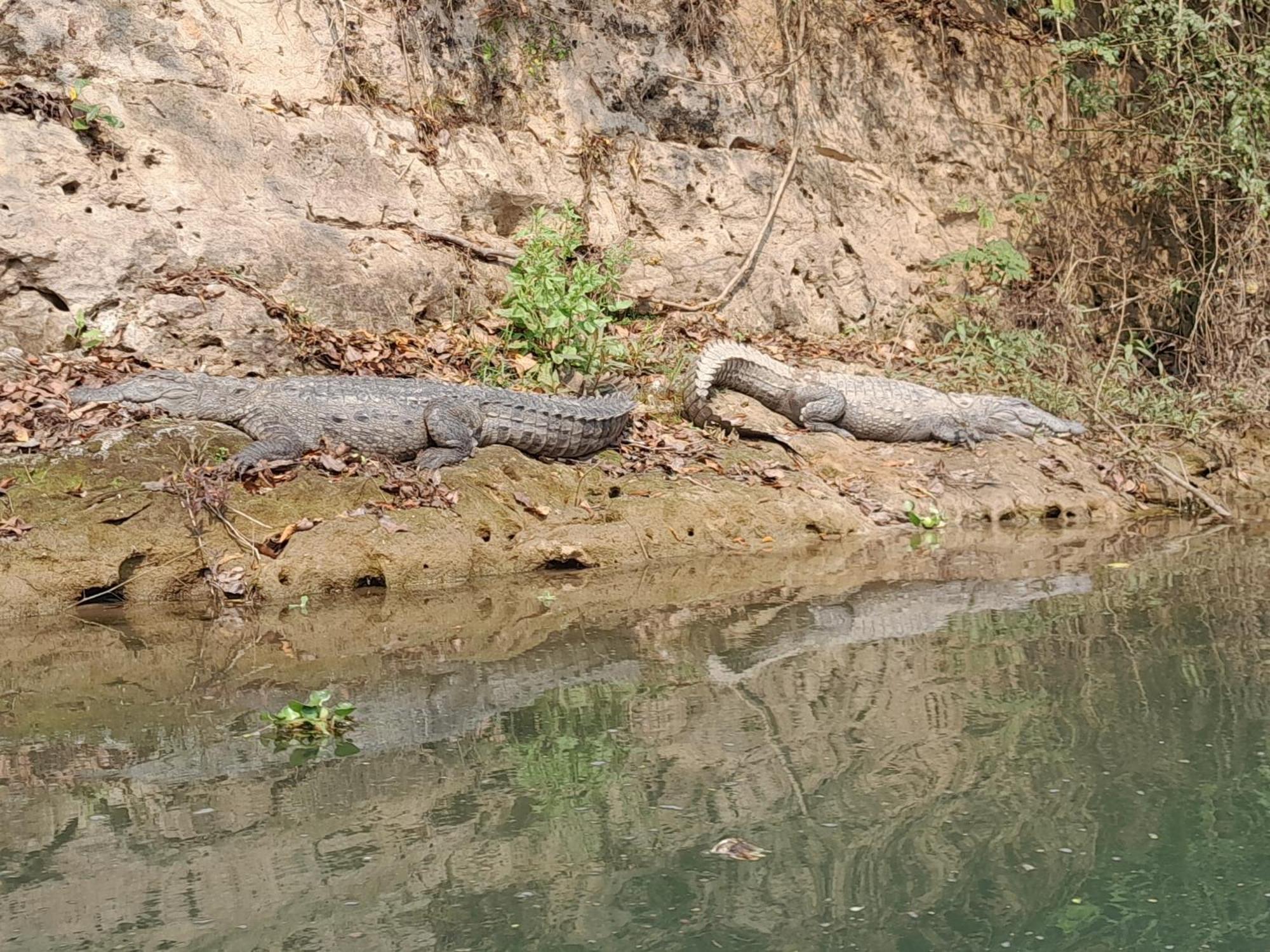 Hotel Crocodile Safari Camp Chitwan Exterior foto